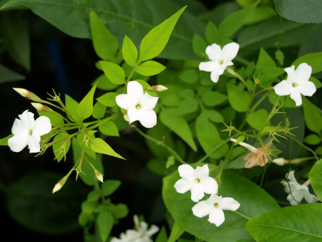 Jasminum officinale Jasminum officinale