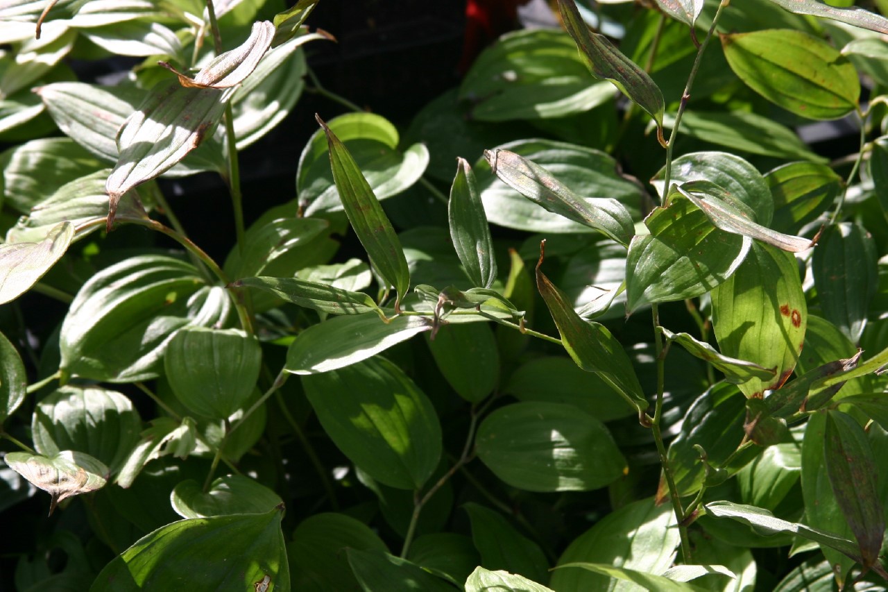 disporum-cantoniense-green-gigant