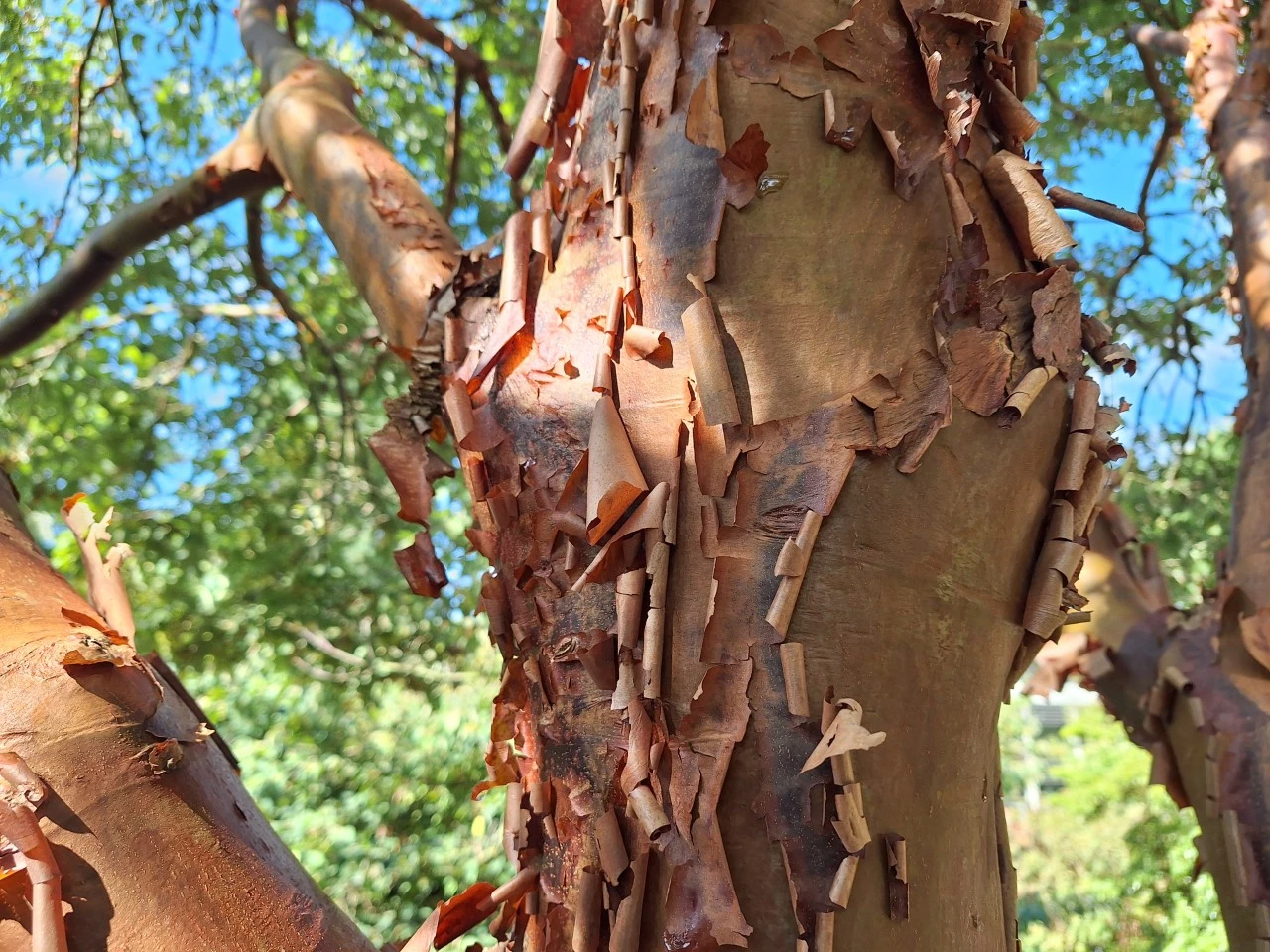 25 jaar Kwekerij Arborealis: over wortel schieten, ecologisch kweken en planten die verdwenen en bleven