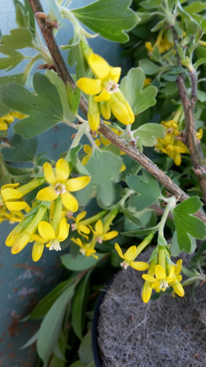 ribes-odoratum