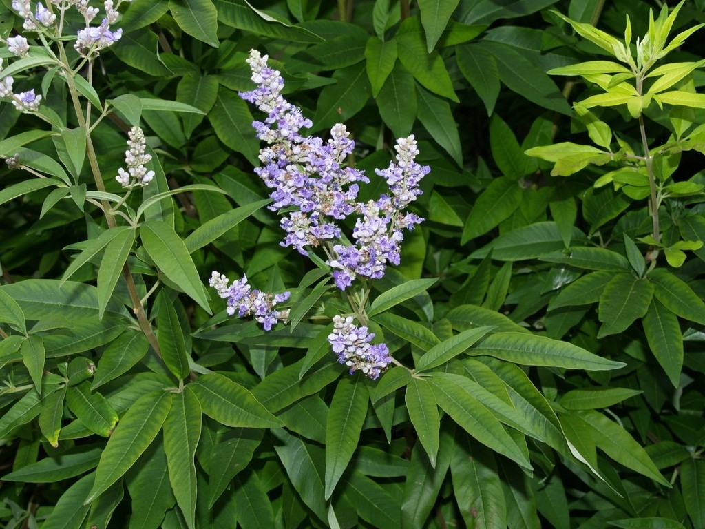 vitex-agnus--castus-f-latifolia