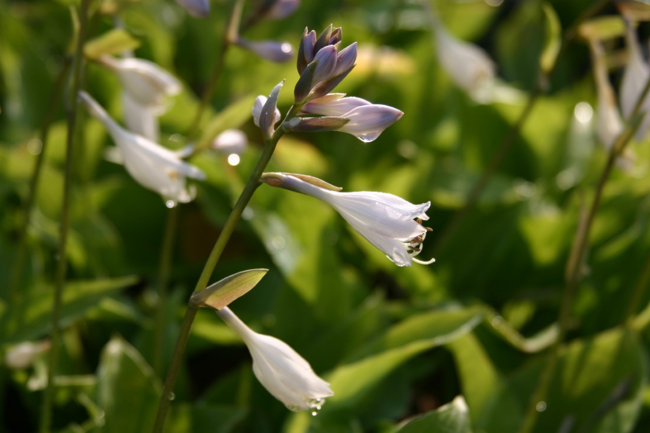 Hosta fortunei 'Hyacinthina' : P9