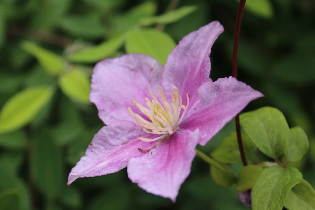Clematis 'Piilu' Biologisch : C2RP