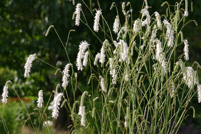 sanguisorba-tenuifolia-parviflora