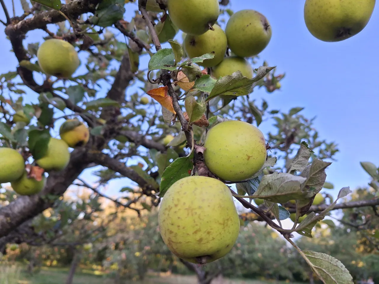 Malus domestica 'Ananas Reinette' : C3 : 30-60 : onderstam Malus domestica 'MM 111'
