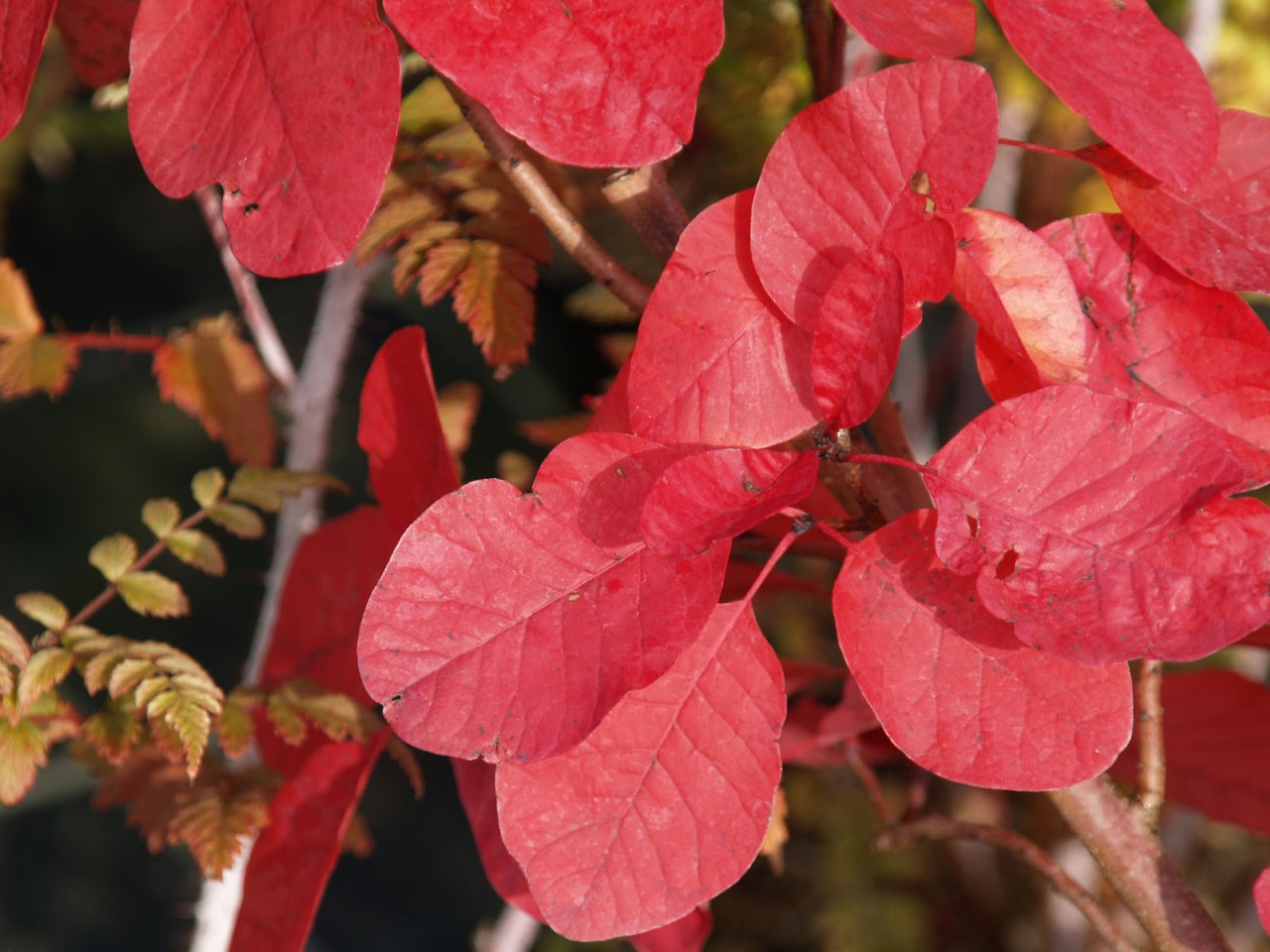 Cotinus 'Grace' : C2 : 15-30
