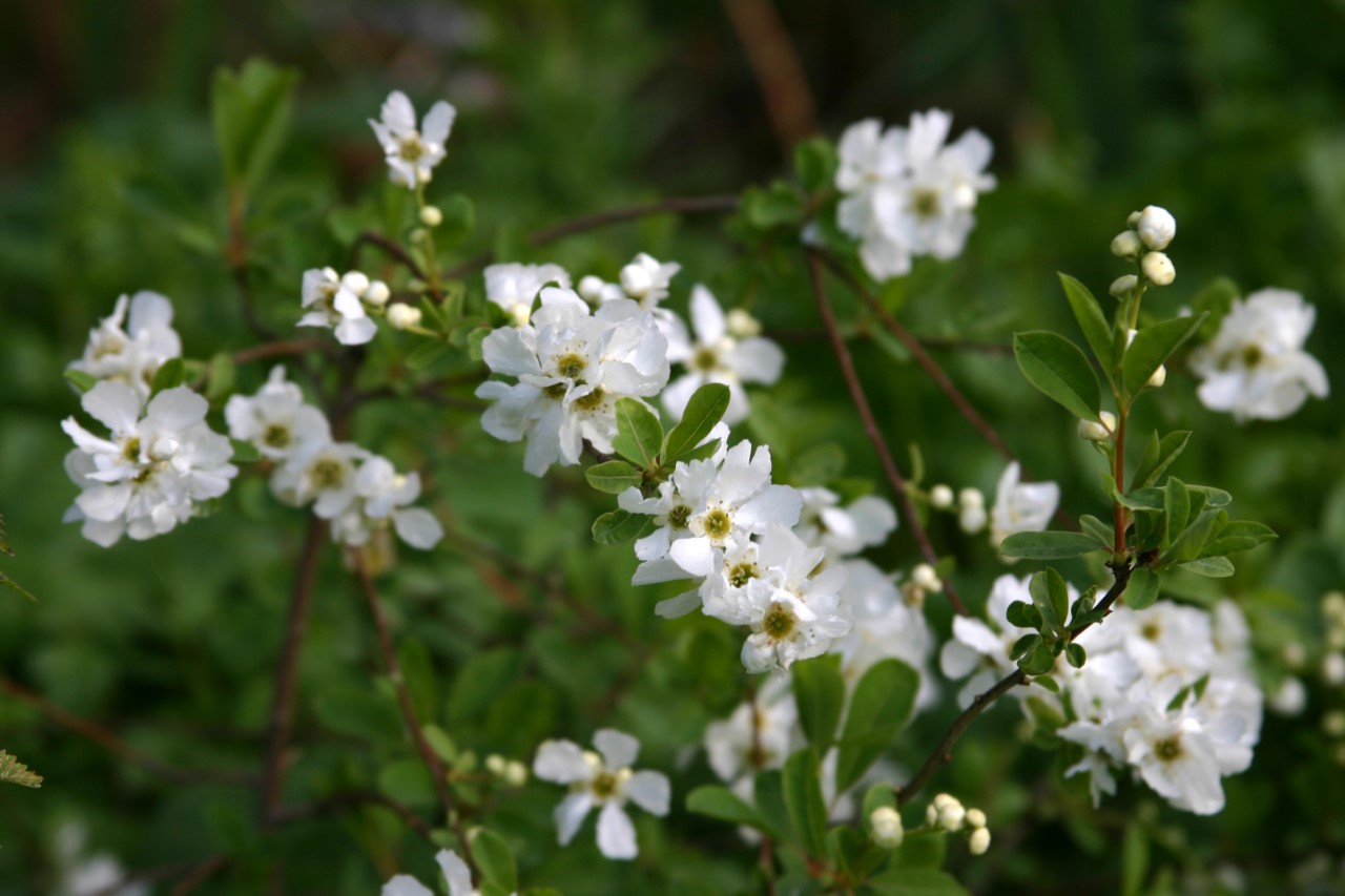 Exochorda 'The Bride' : C2 : 15-30