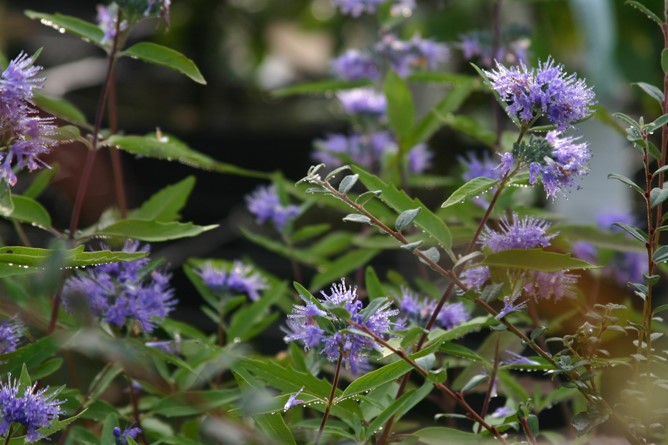 caryopteris-clandonensis-heavenly-blue