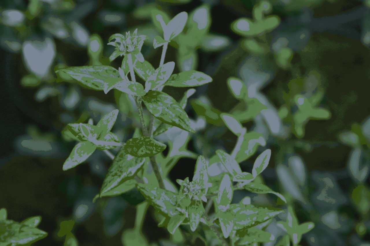 Viburnum utile : C3 : 30-60