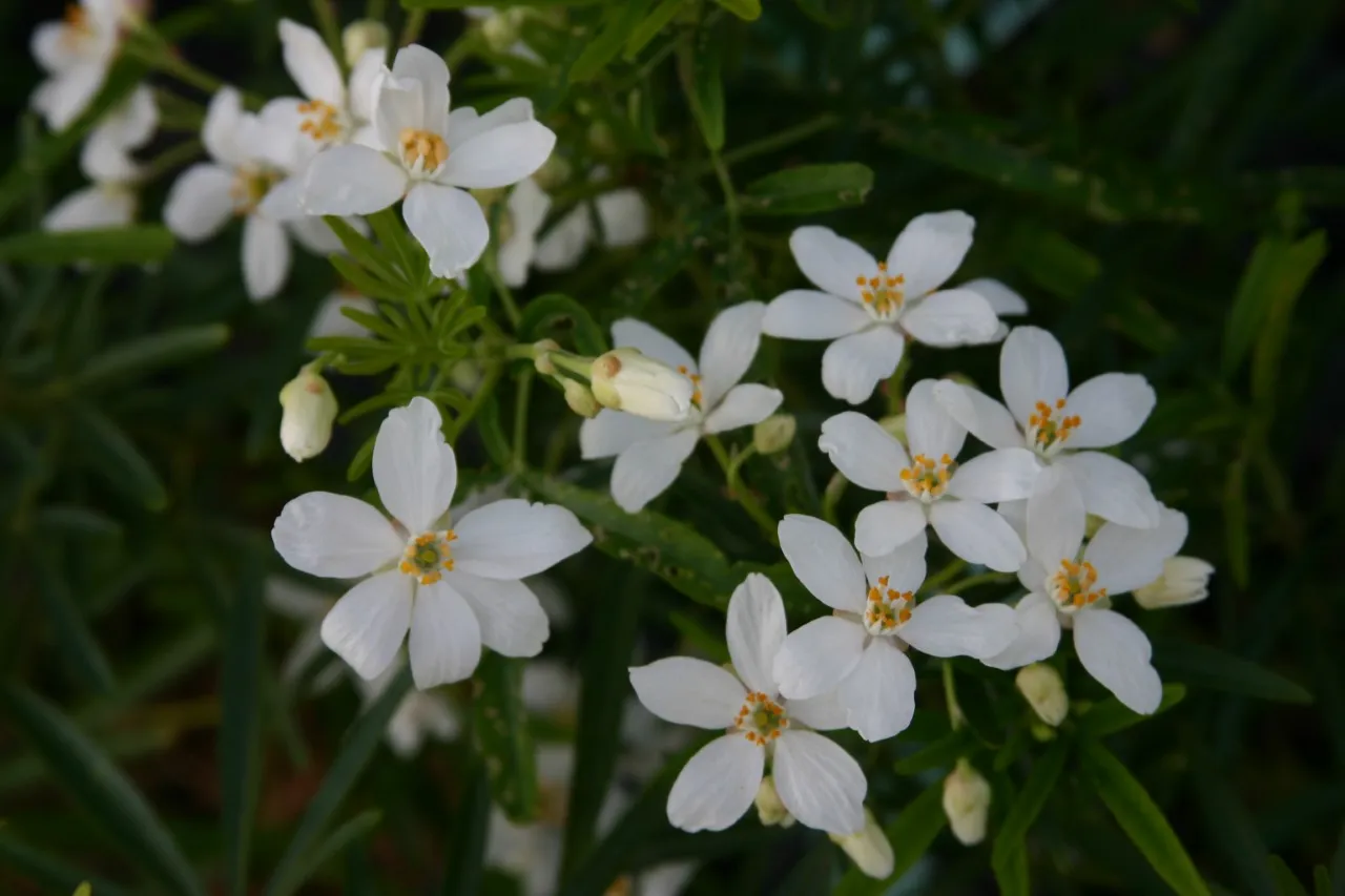 Choisya 'Aztec Pearl'