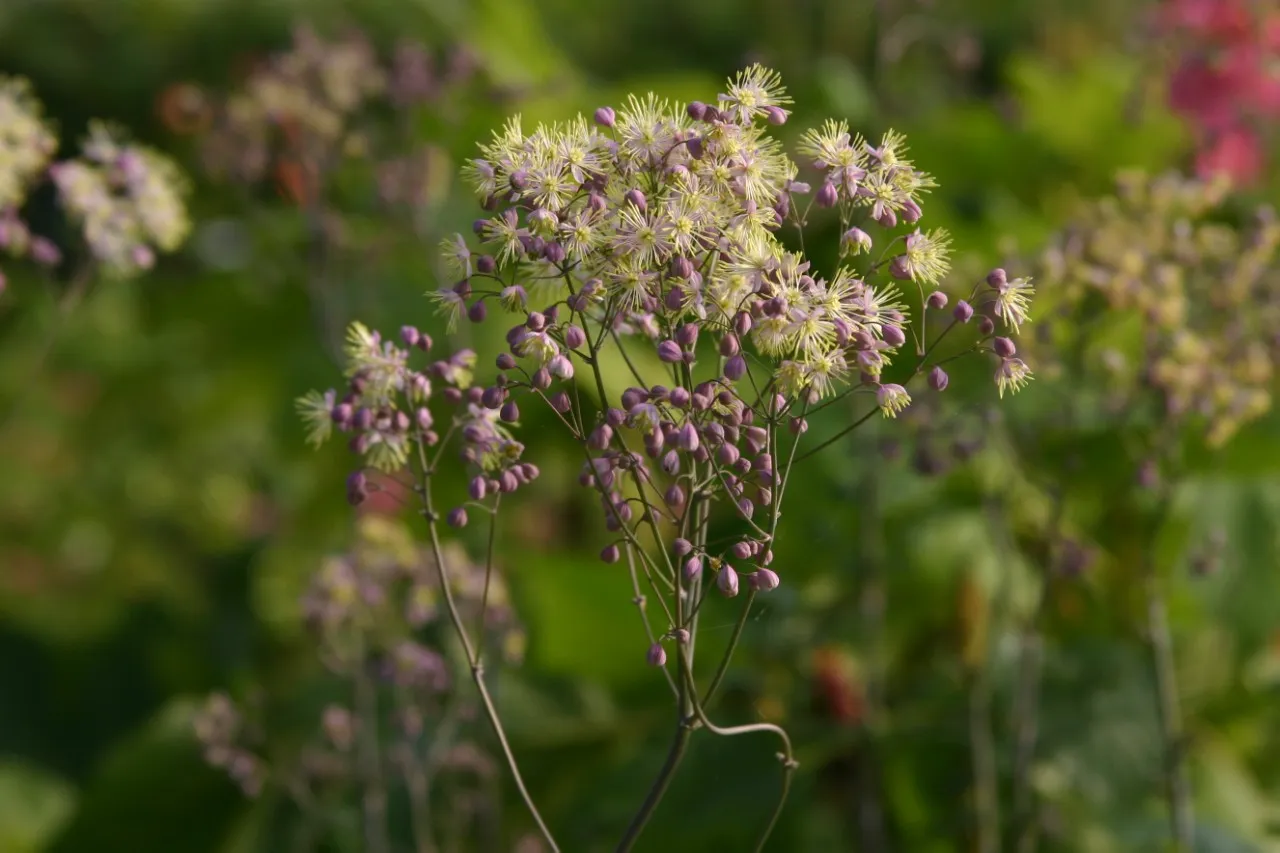 Thalictrum 'Anne'