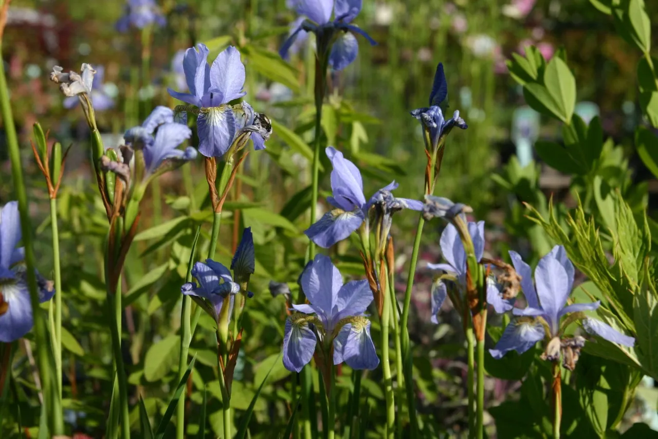 Iris sibirica 'Papillon'