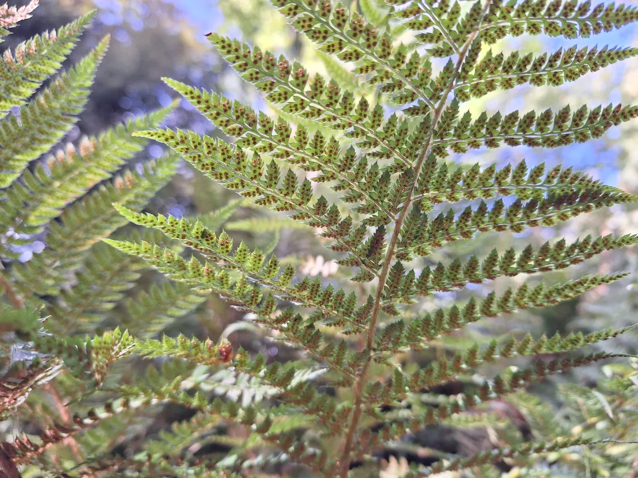 Polystichum setiferum : P9