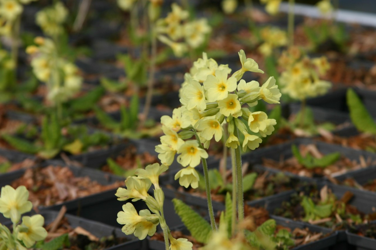 primula-elatior