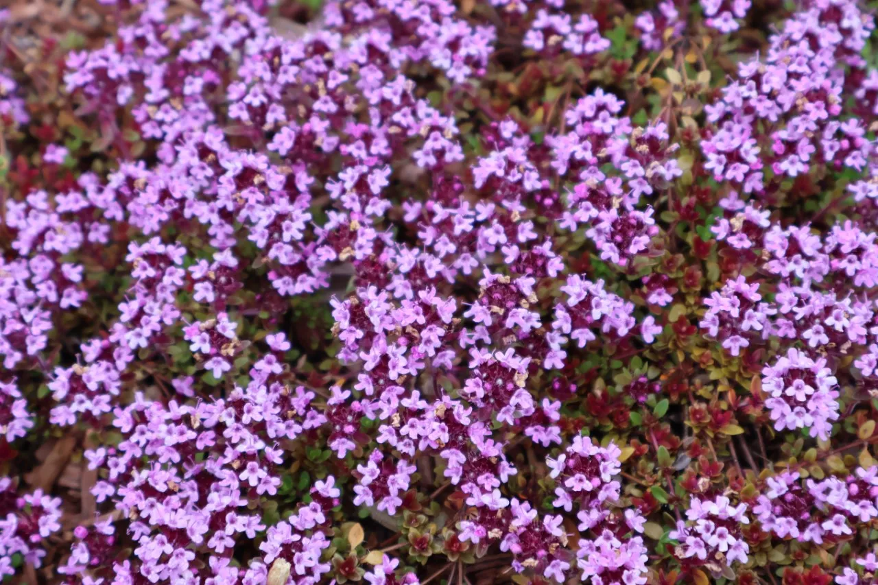 Thymus praecox 'Coccineus' : P9