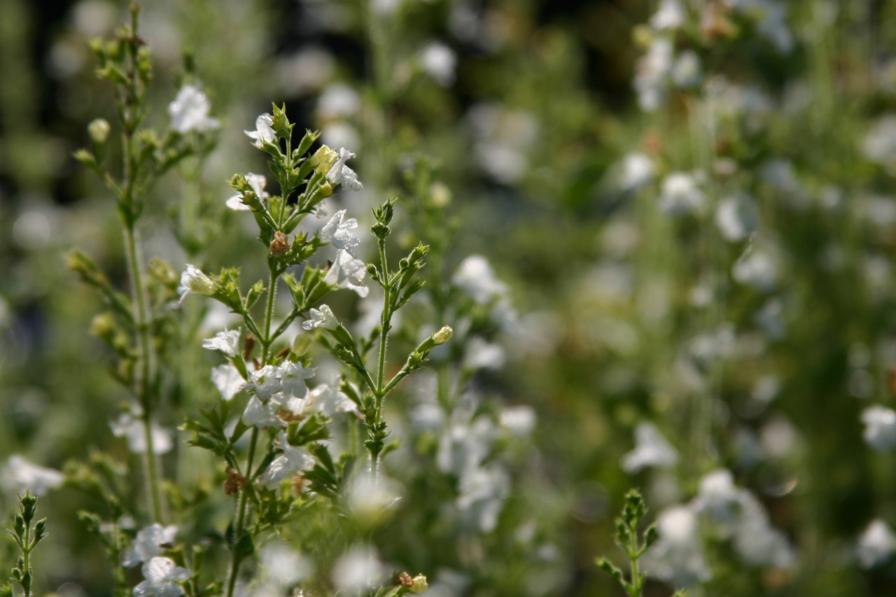 calamintha-nepeta-white-cloud