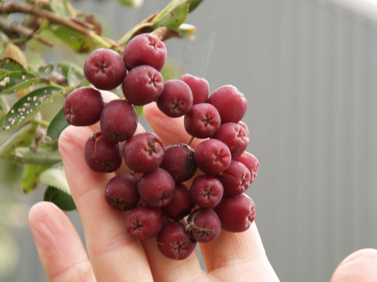 sorbus-granatnaja