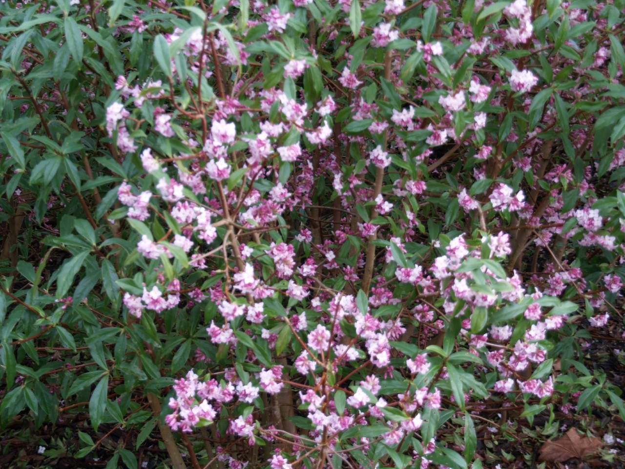 daphne-bholua-jacqueline-postill