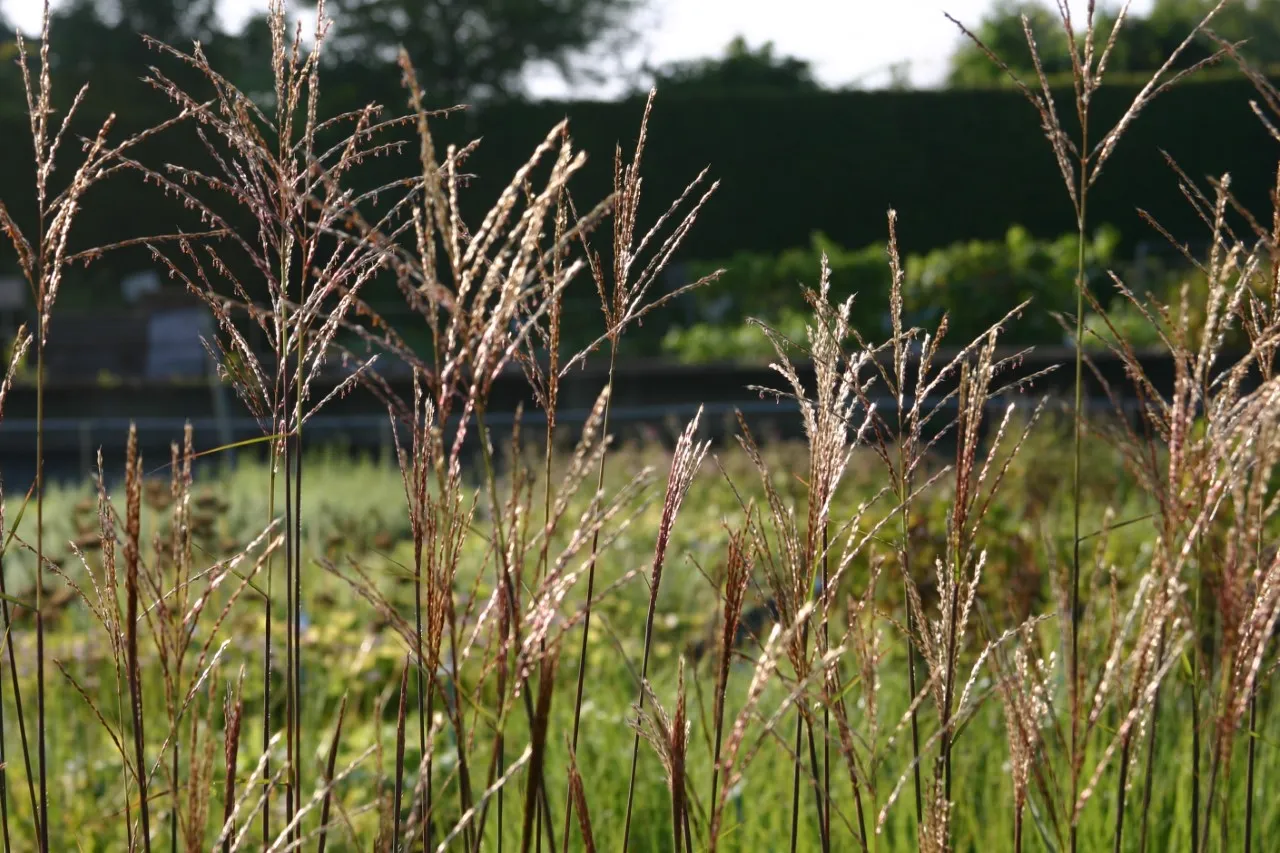 Miscanthus sinensis 'Dronning Ingrid' Miscanthus sinensis 'Dronning Ingrid'