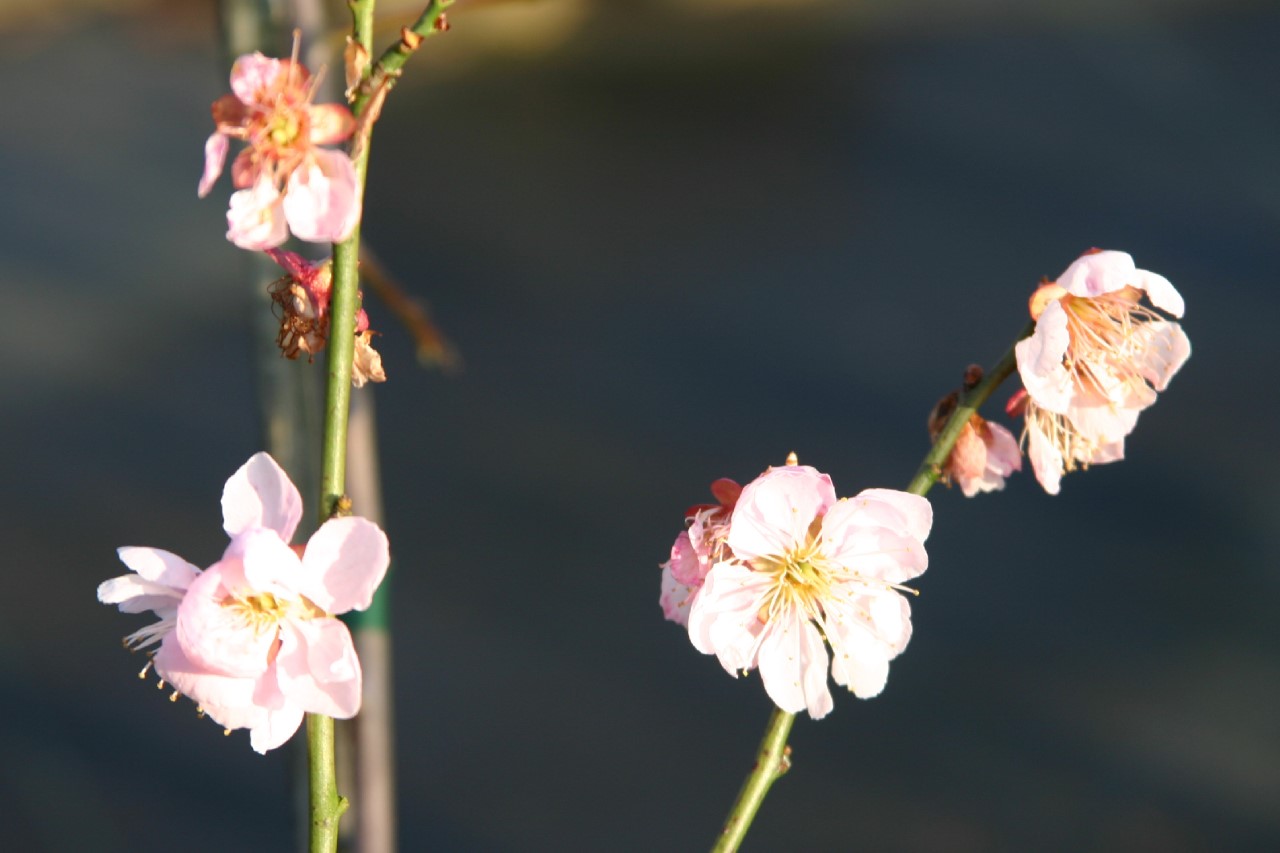 prunus-mume-omoi-no-mama