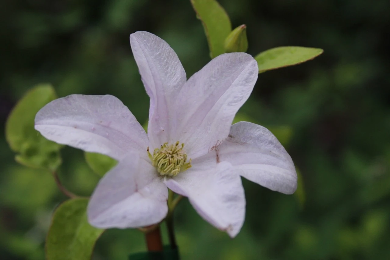 Clematis 'Huldine' Biologisch : C2RP