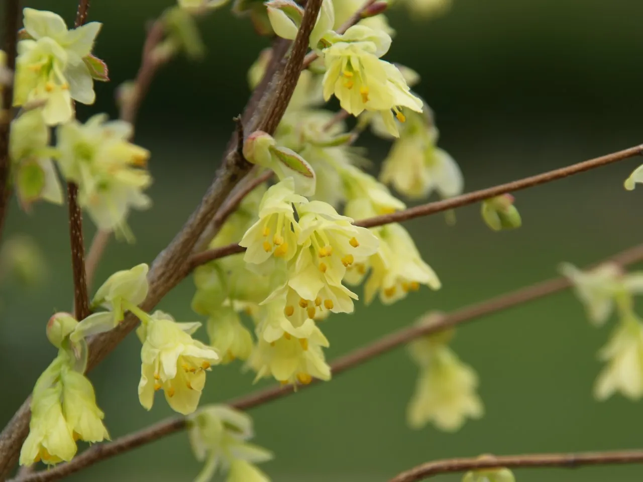 Corylopsis pauciflora : C3.5 : 30-60
