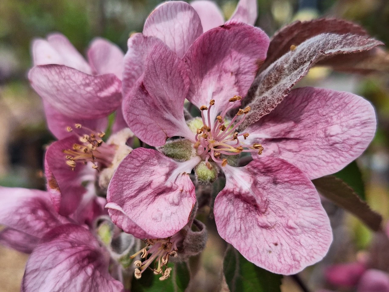 Malus niedzwetskyana 'Weirouge'