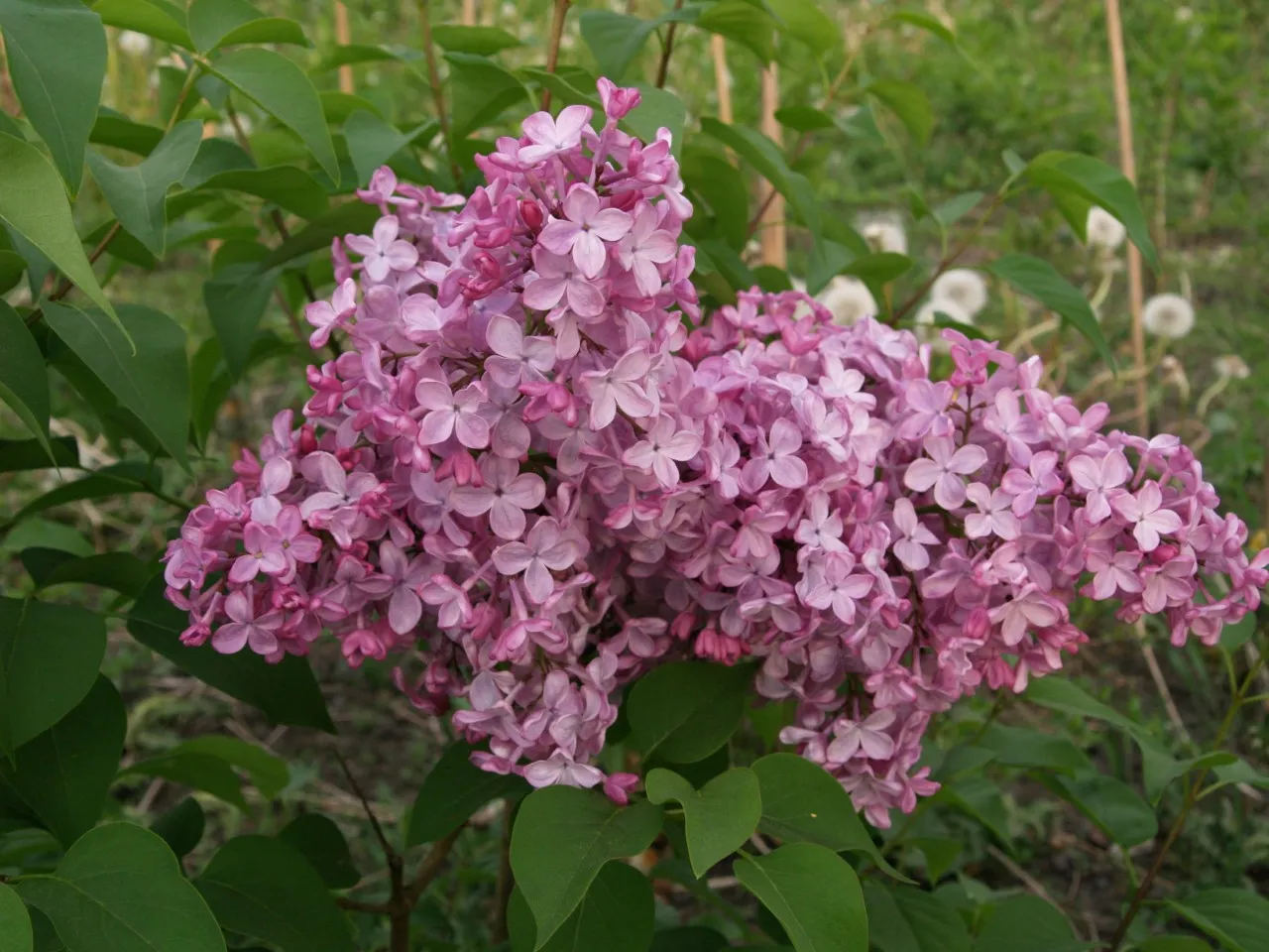 Syringa hyacinthiflora 'Esther Staley'