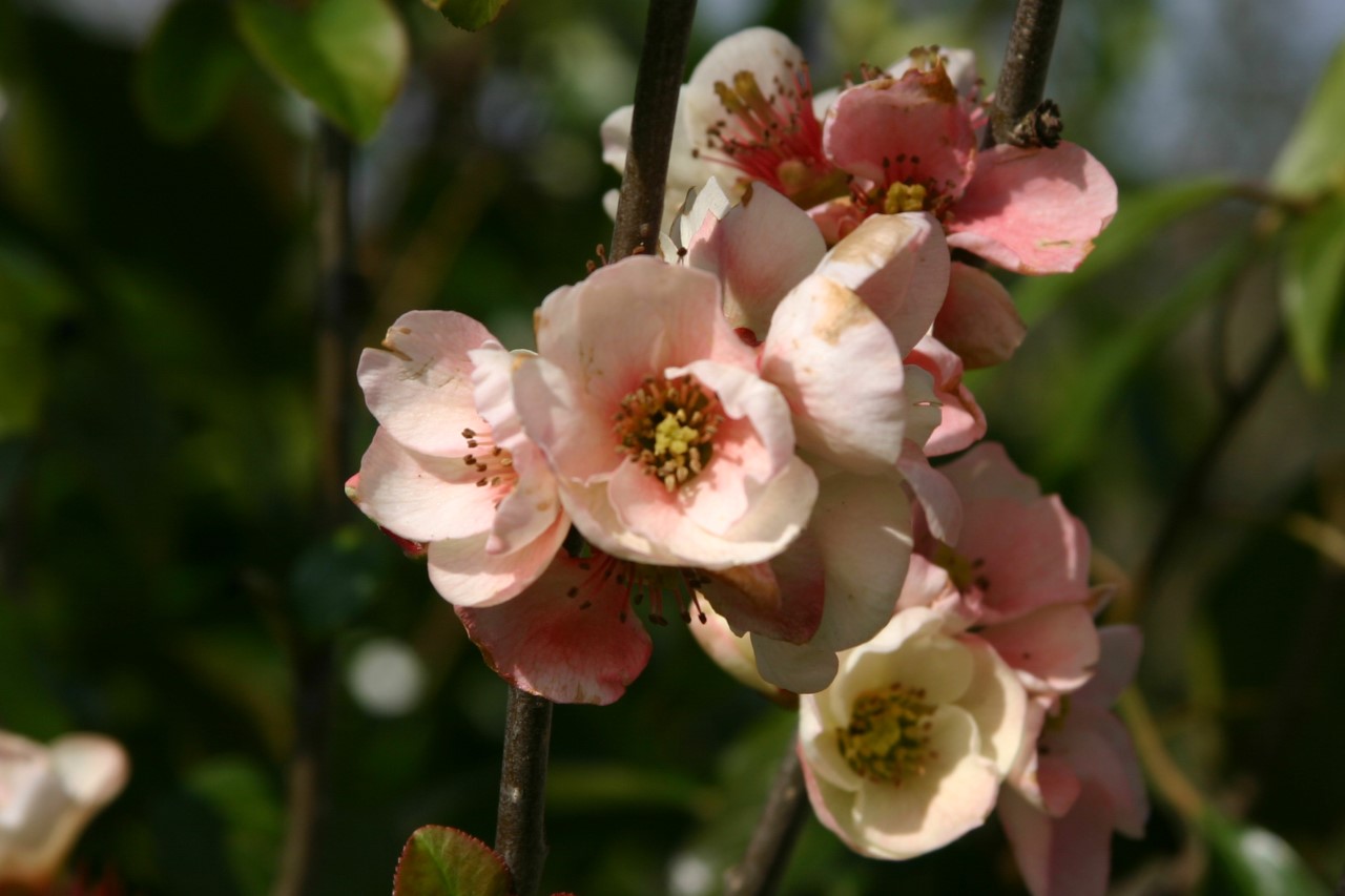 chaenomeles-speciosa-moerloosei