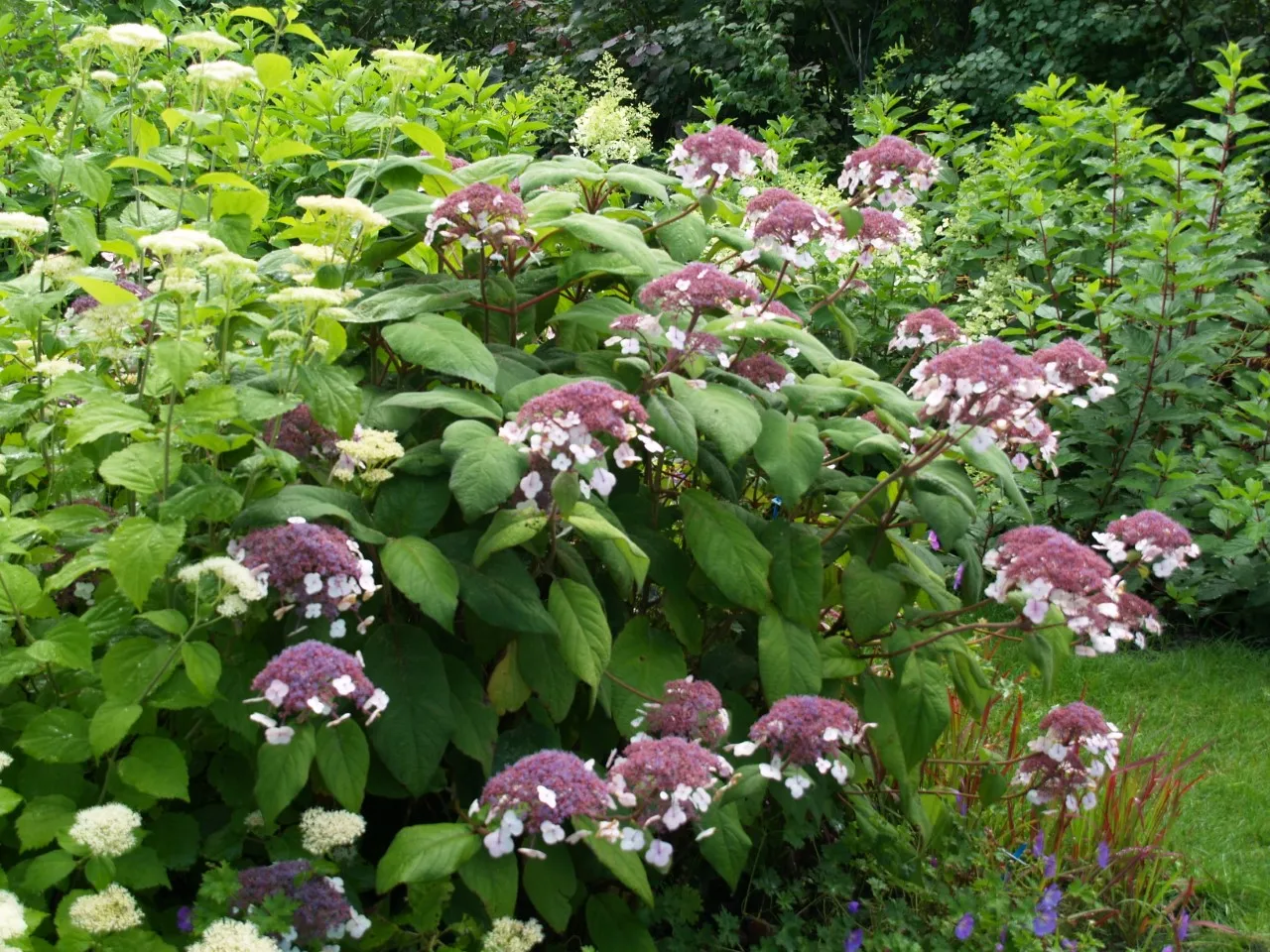 Hydrangea aspera 'Macrophylla'