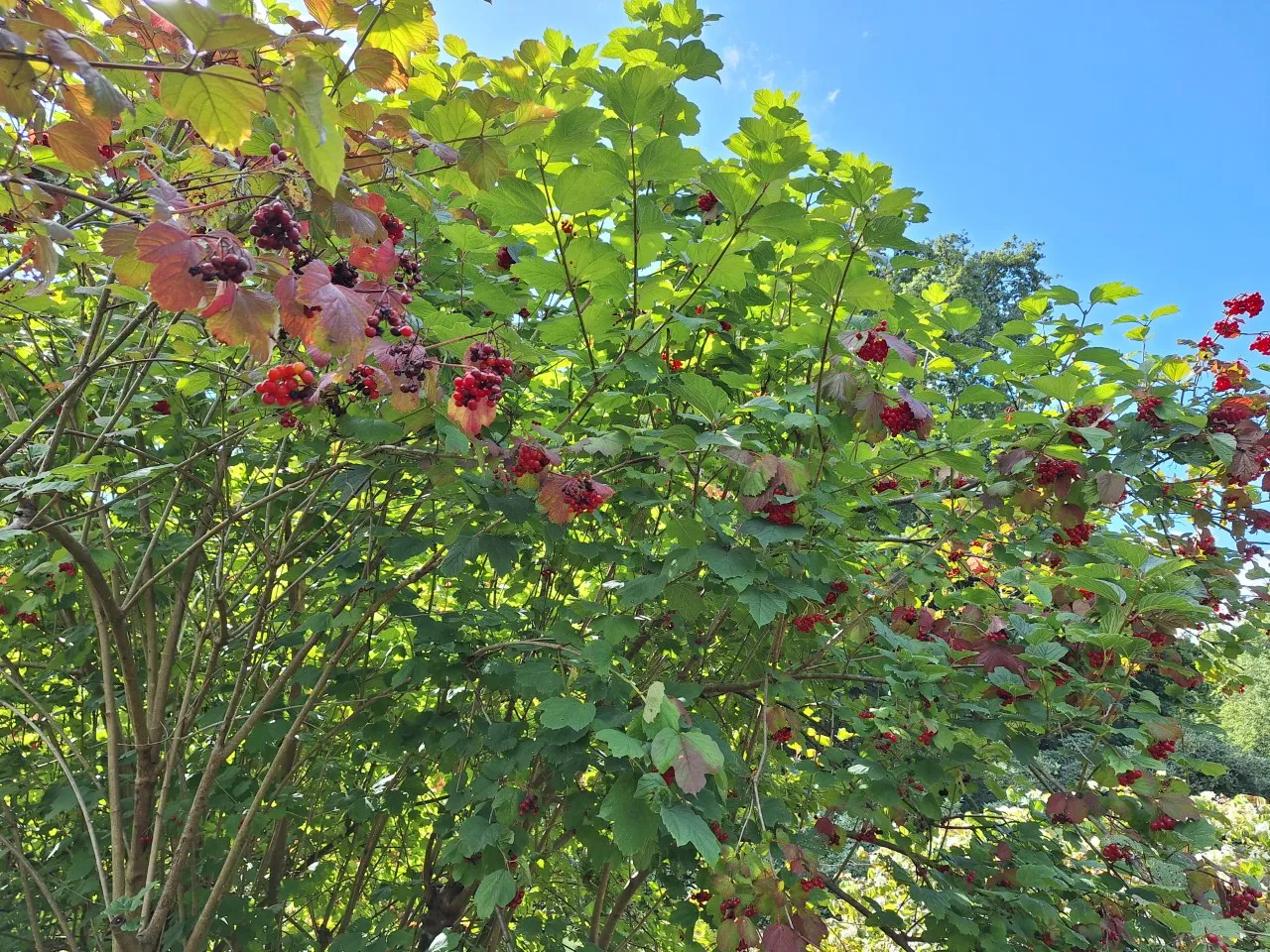 Viburnum opulus  autochtoon : P11 : 30-60