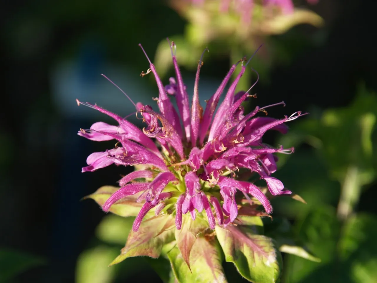 Monarda 'Prarienacht'