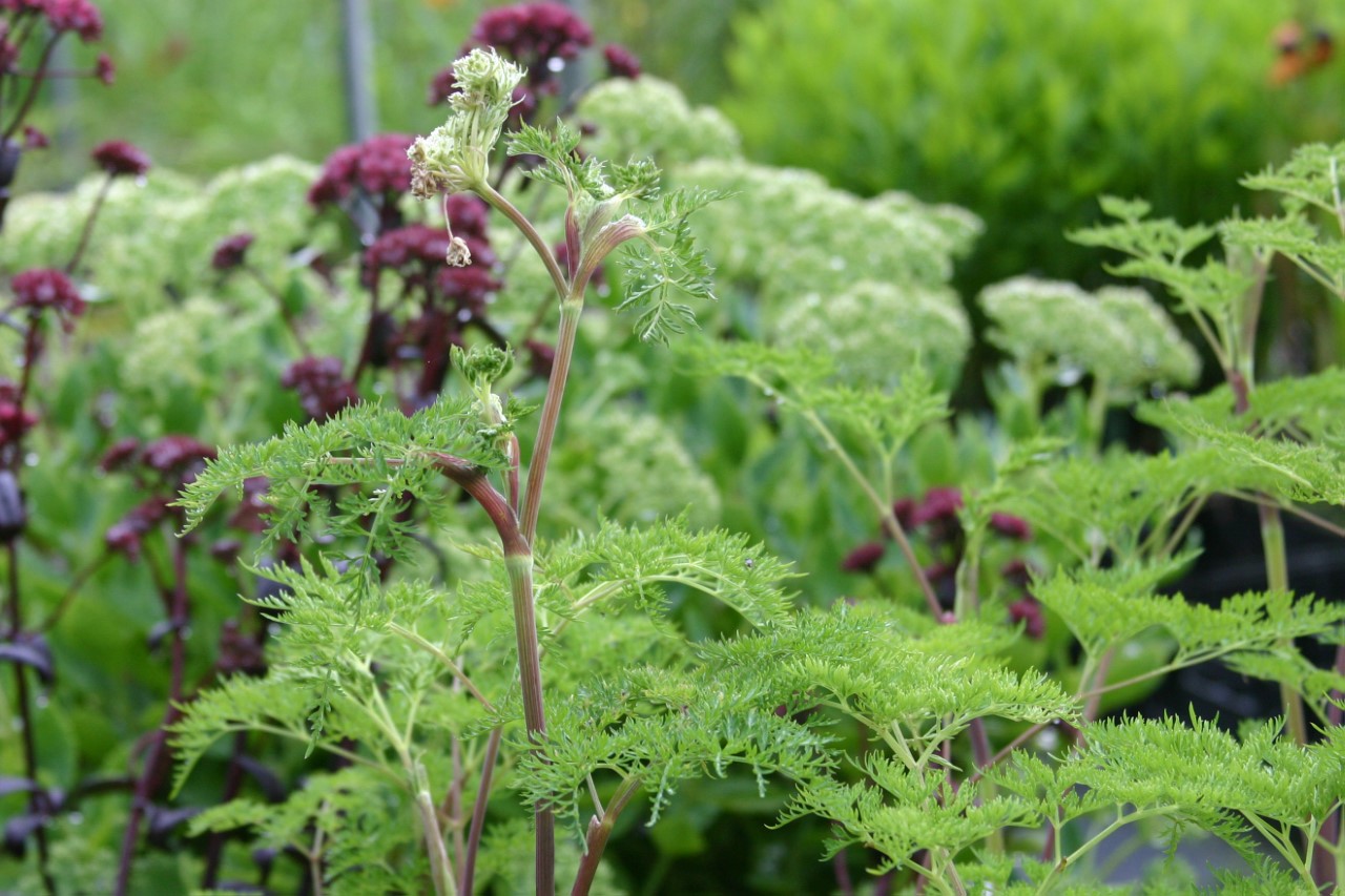 Selinum wallichianum : P9