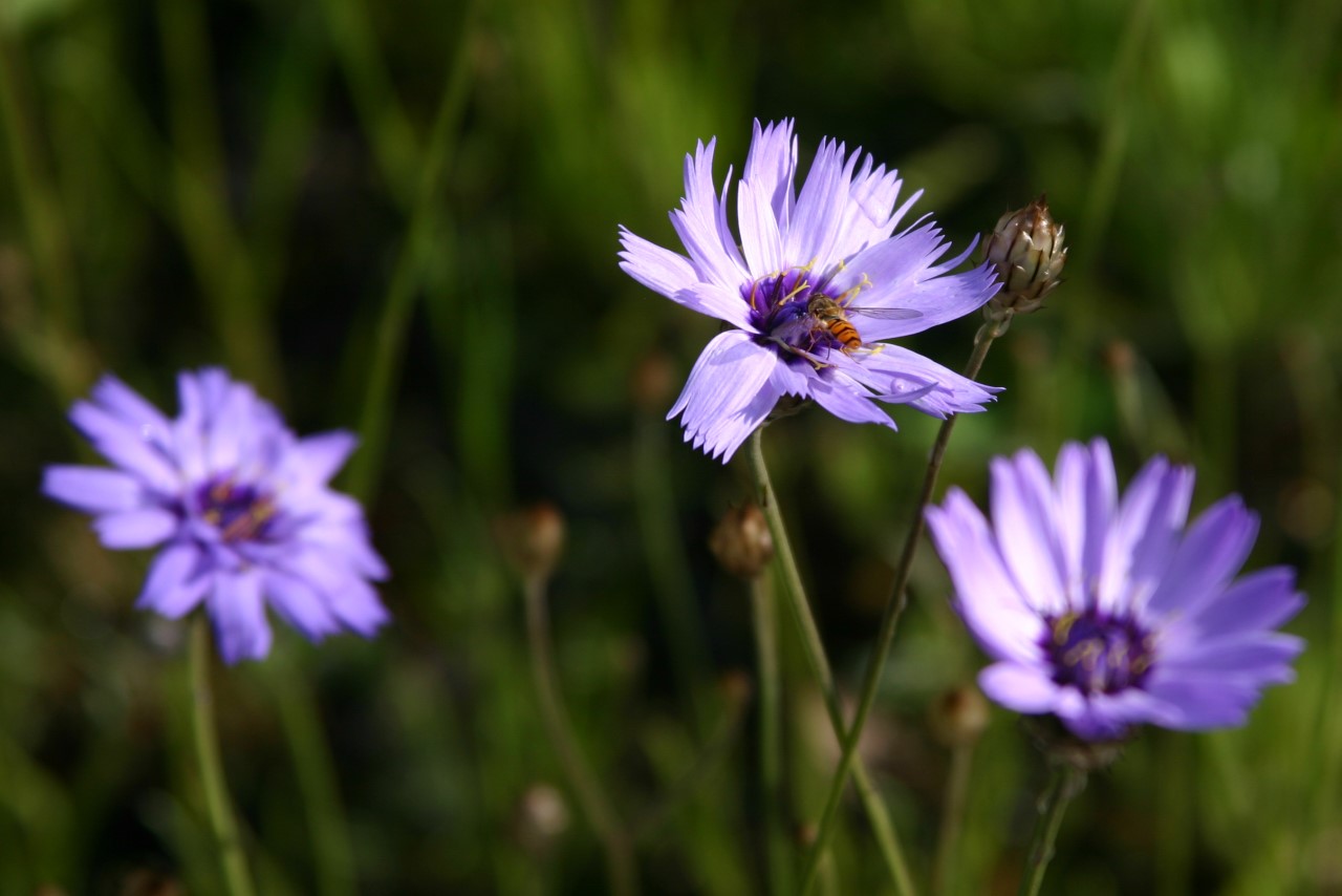 catananche-caerulea