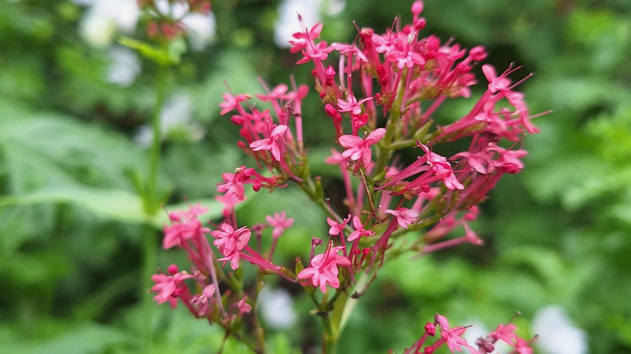Centranthus ruber ' Coccineus'