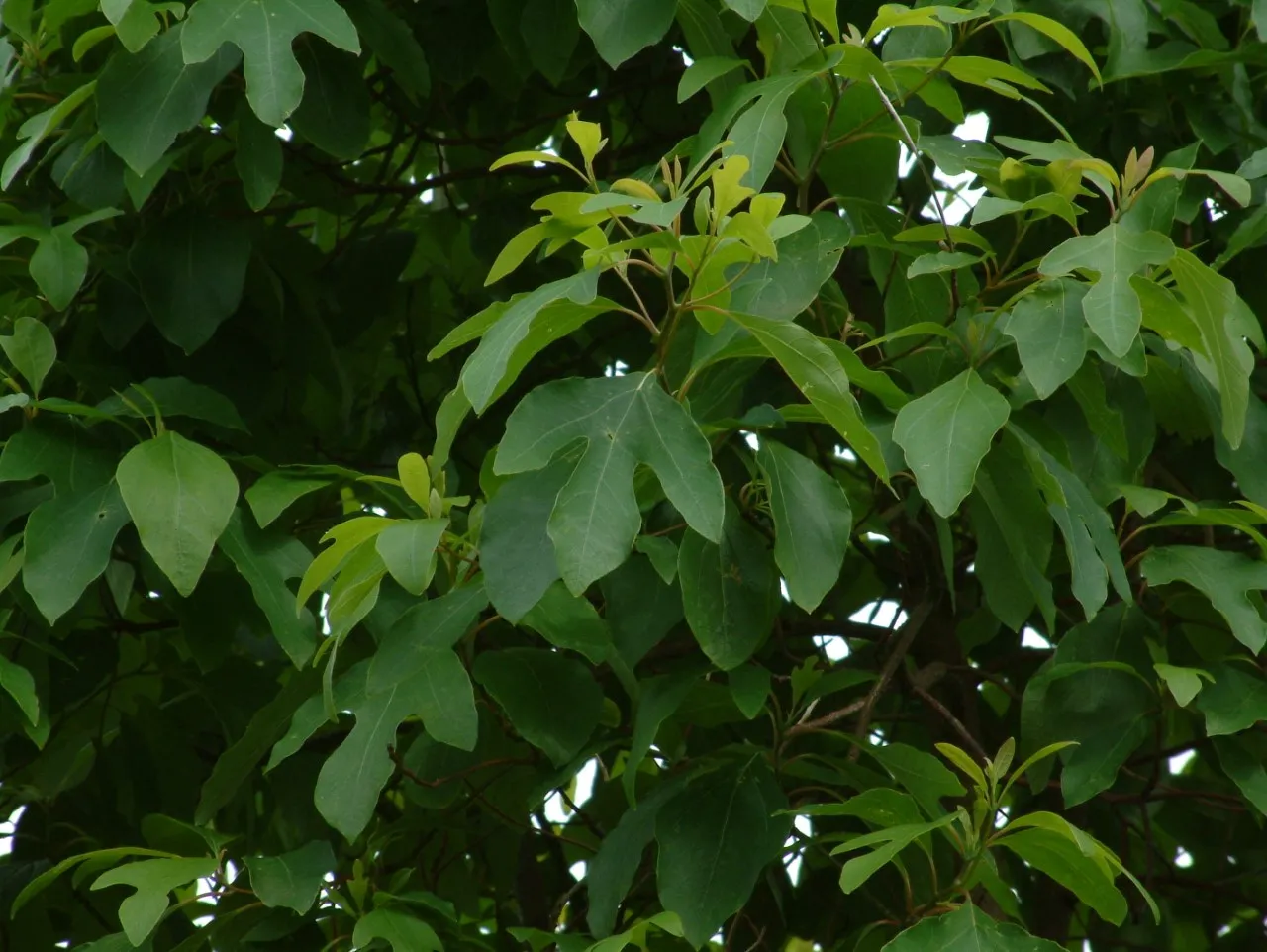 Sassafras albidum : C3 : 30-60
