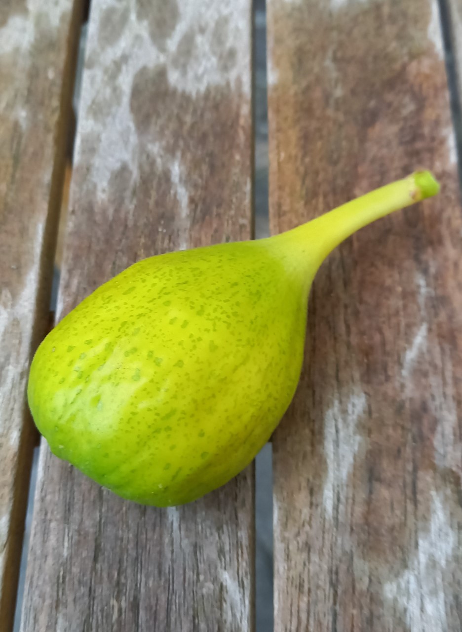 ficus-carica-peters-honey