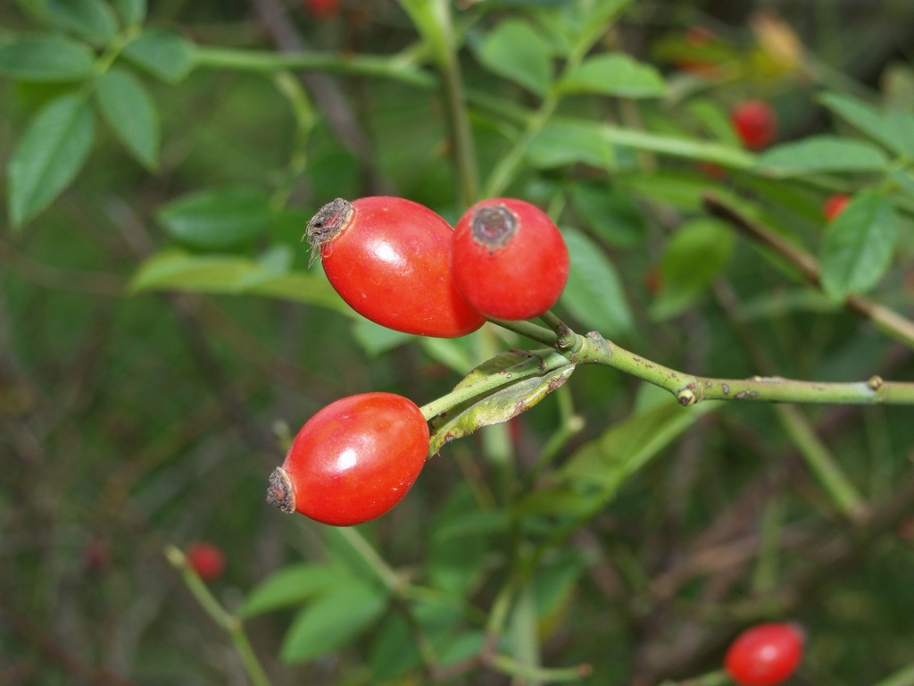Rosa canina : C3 : 30-60 | 30-60cm C3 | ROCANINA_C3_30-60