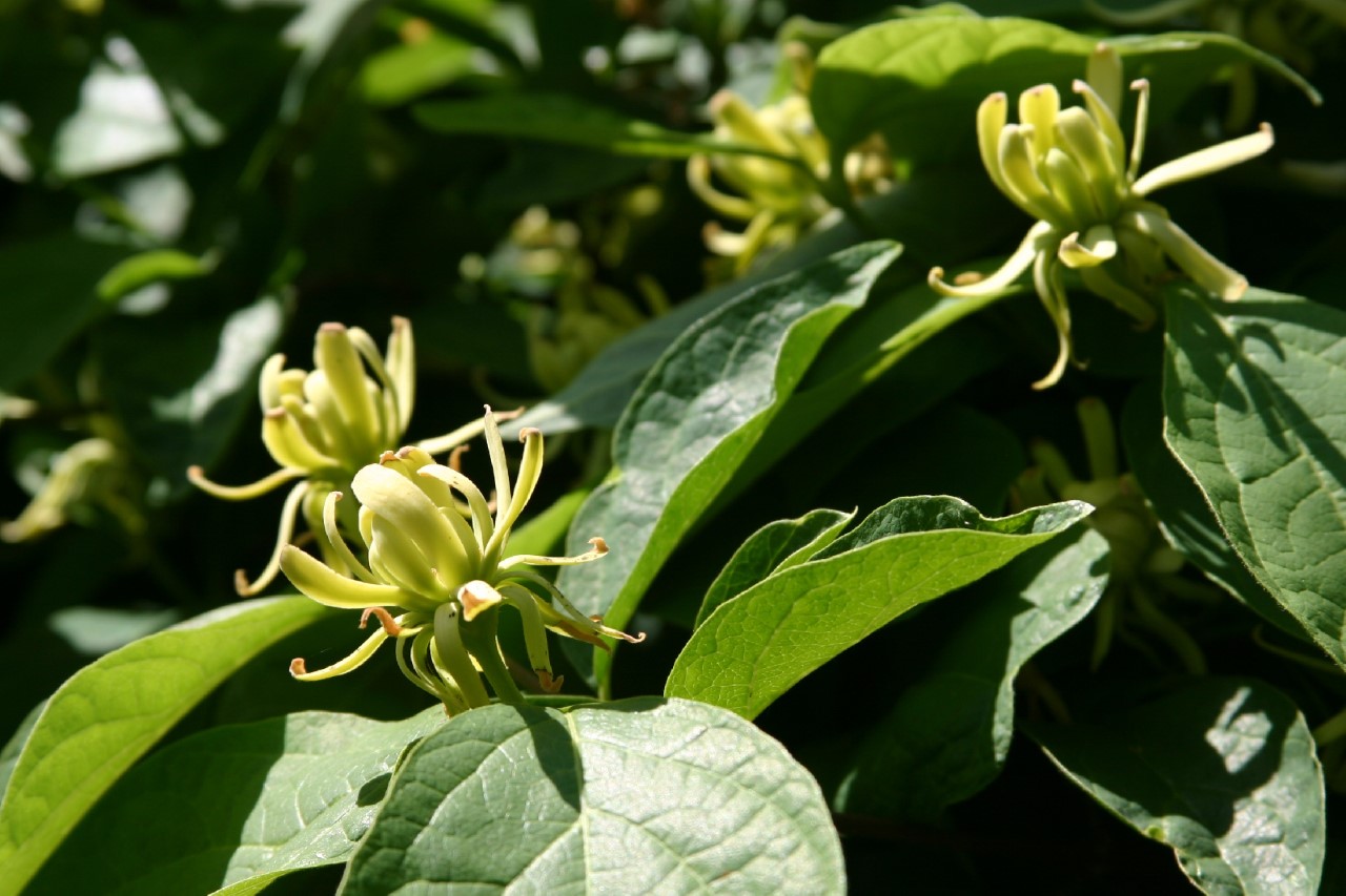 calycanthus-floridus-athens
