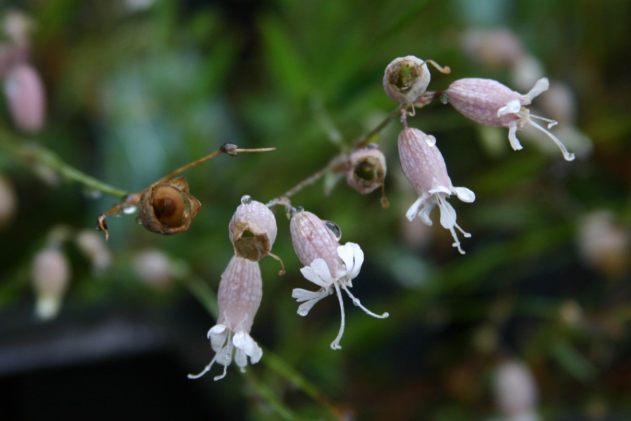 silene-vulgaris