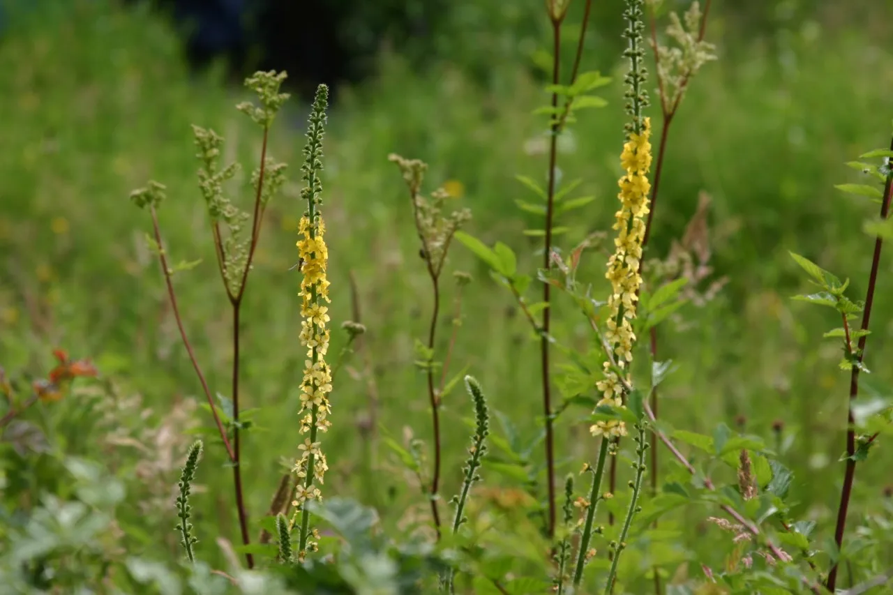 Agrimonia eupatoria Agrimonia eupatoria