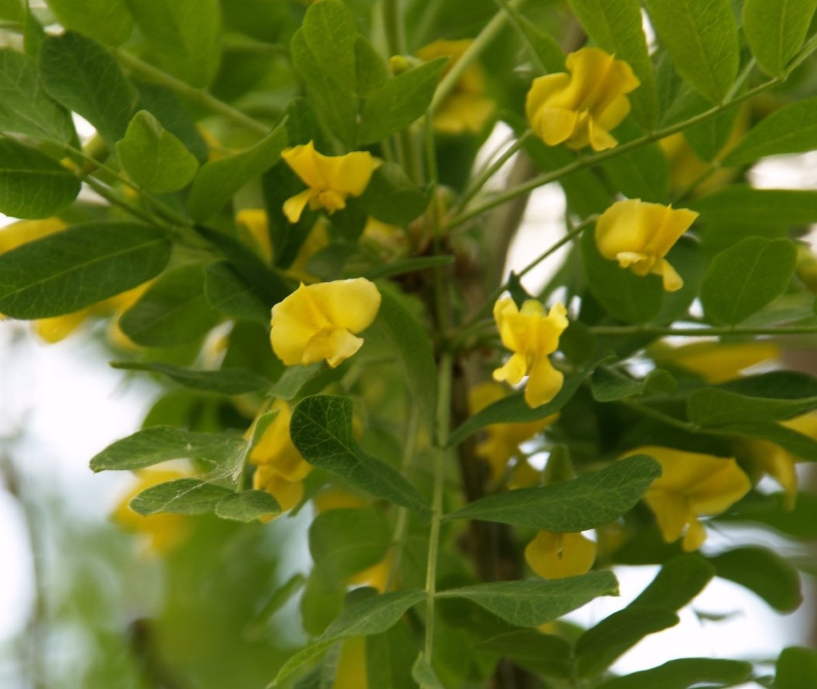 caragana-arborescens