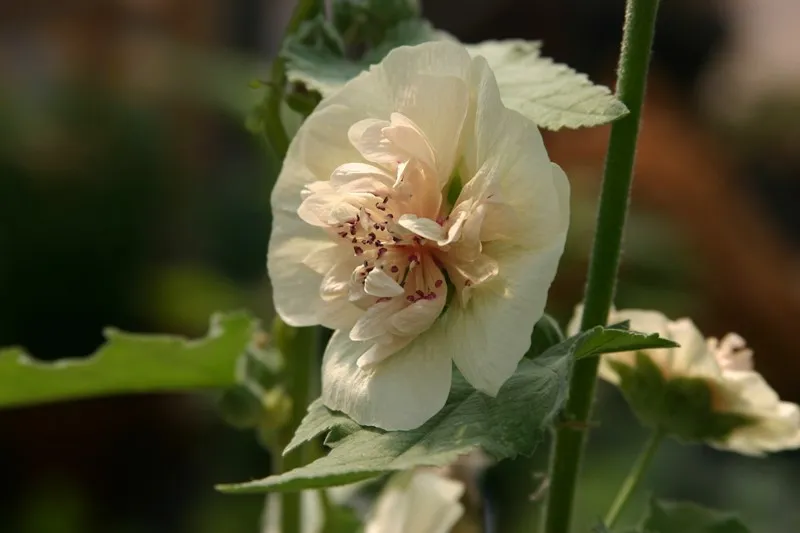 Alcea rosea 'Sunshine' Alcea rosea 'Sunshine'