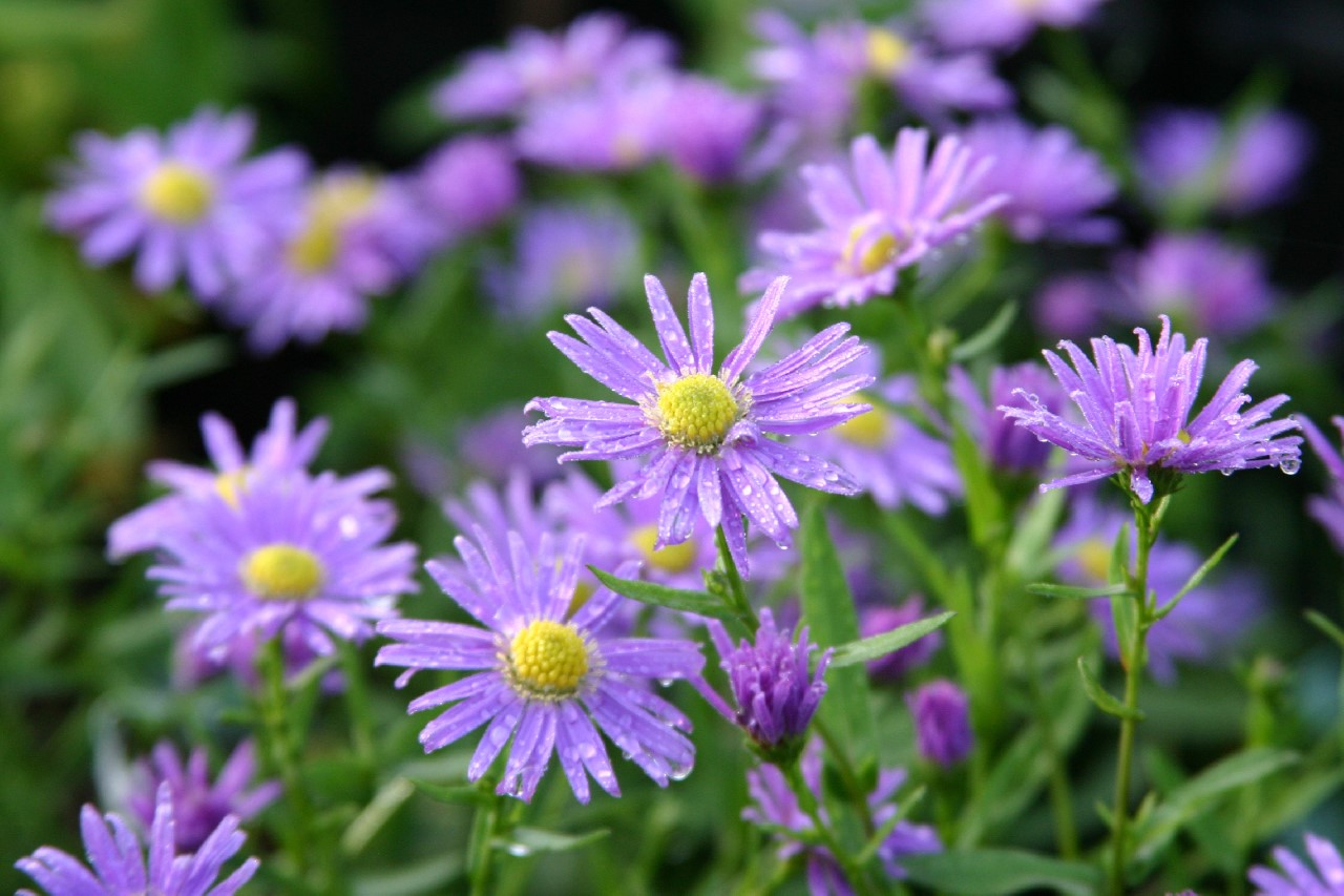 aster-loomans-blue