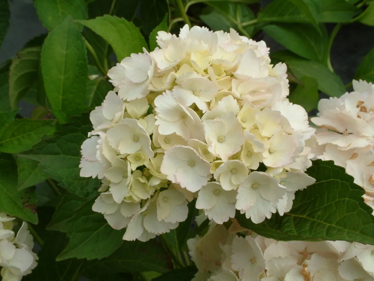Hydrangea macrophylla 'Mme E. Mouillere'