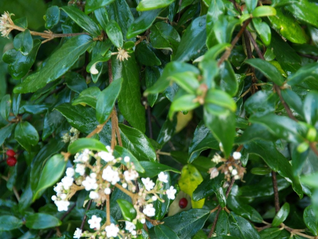 Viburnum utile : C3 : 30-60