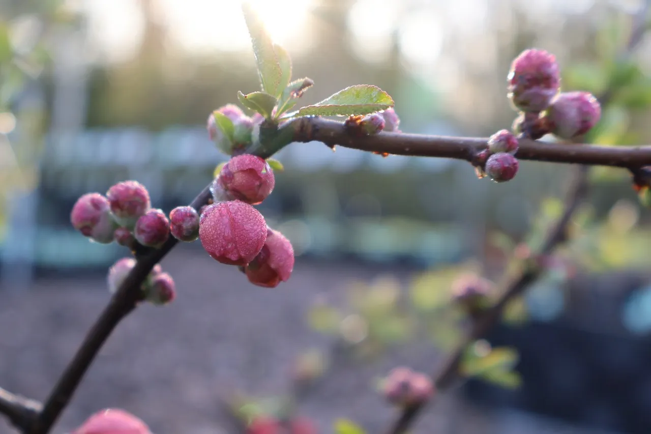 Chaenomeles japonica 'Cido Red'