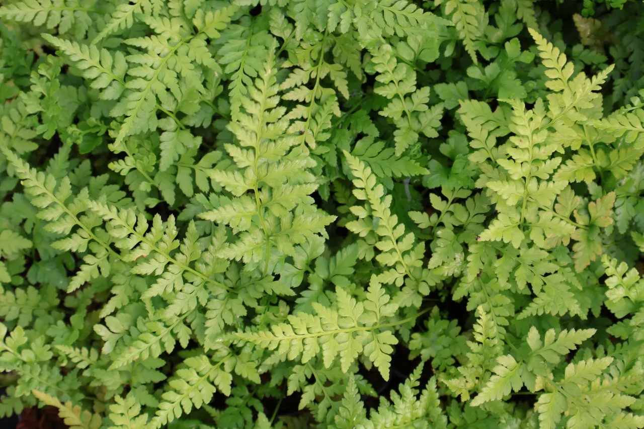 Asplenium adiantum-nigrum