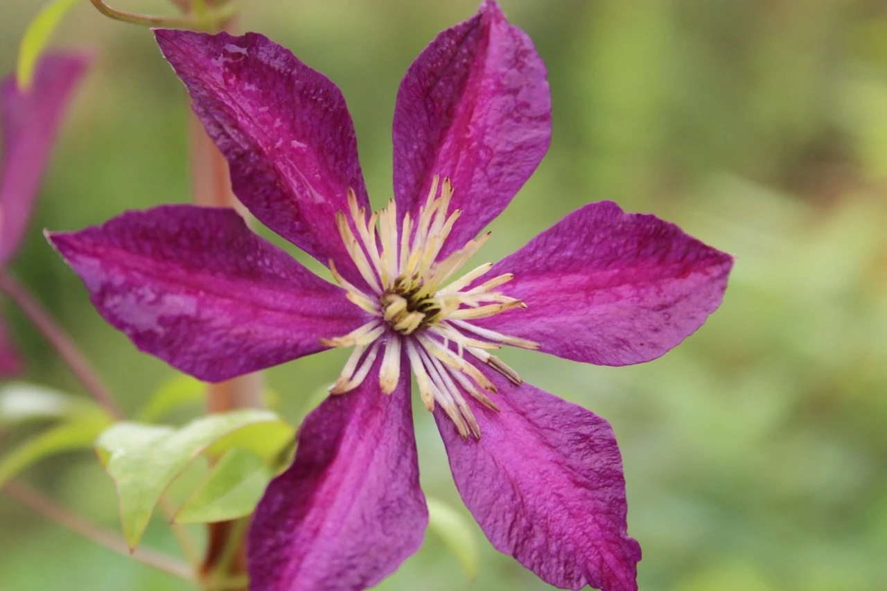 Clematis 'Mikelite' Biologisch : C2RP