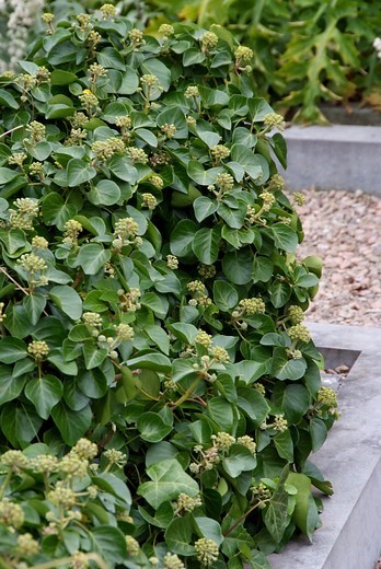 hedera-hibernica-arbori-compact